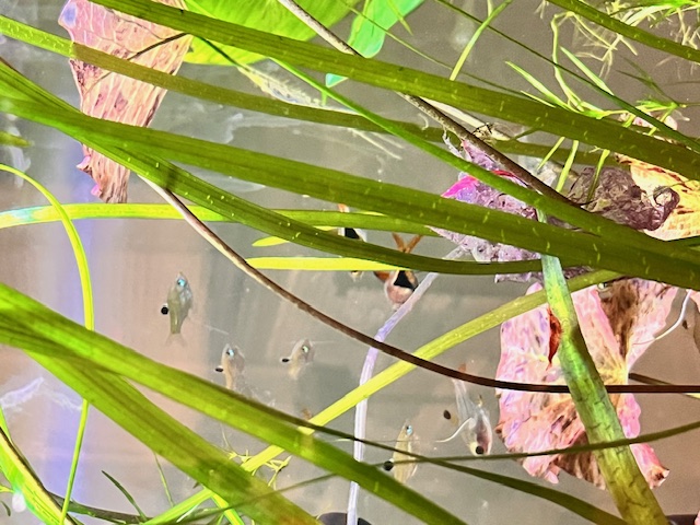 Blue Beta in planted Tank